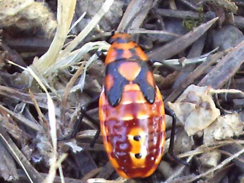 da determinare: Spilostethus pandurus